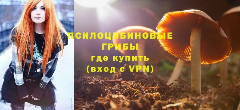 Псилоцибиновые грибы Psilocybe  Новодвинск 